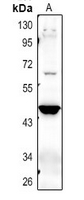 1 - Anti-NPT3 Antibody AP61344