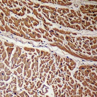 19 - Anti-Podocan Antibody AP61347