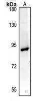 1 - Anti-Podocan Antibody AP61347