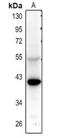 1 - Anti-5-HT5A Antibody AP61351