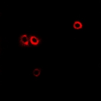 3 - Anti-CHRM4 Antibody AP61353