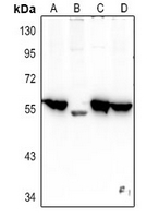 1 - Anti-CHRM4 Antibody AP61353
