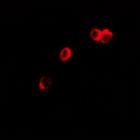 3 - Anti-GPR150 Antibody AP61355
