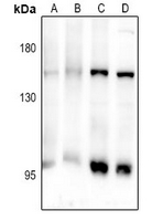 1 - Anti-CD103 Antibody AP61364