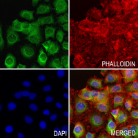 3 - Anti-Flotillin 2 Antibody AP61366