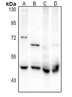 1 - Anti-Flotillin 2 Antibody AP61366