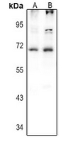 1 - Anti-Histidine Decarboxylase Antibody AP61367