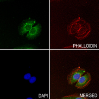 3 - Anti-Granulin Antibody AP61369