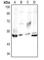 1 - Anti-Granulin Antibody AP61369
