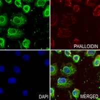 3 - Anti-IFN beta Antibody AP61370