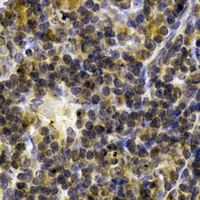 19 - Anti-CD11c Antibody AP61371