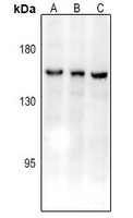 1 - Anti-CD11c Antibody AP61371