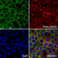 3 - Anti-BMP1 Antibody AP61372