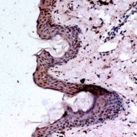 19 - Anti-BMP1 Antibody AP61372