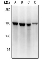 1 - Anti-BMP1 Antibody AP61372