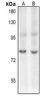 1 - Anti-c-Myb (Acetyl-K480) Antibody AP61375