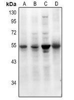 1 - Anti-SMAD7 (Acetyl-K70) Antibody AP61376