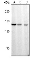 1 - Anti-CDC25 (Phospho-S916) Antibody AP61378