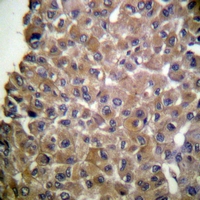 19 - Anti-MUC1 (Phospho-Y1243) Antibody AP61379