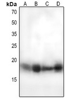 1 - Anti-MUC1 (Phospho-Y1243) Antibody AP61379