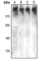 1 - Anti-DNA-PKcs (Phospho-S2612) Antibody AP61380