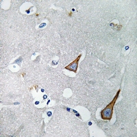 19 - Anti-CD144 Antibody AP61383