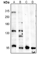 1 - Anti-CD144 Antibody AP61383