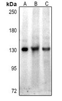 1 - Anti-Hairless Antibody AP61384