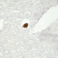 19 - Anti-DGK zeta Antibody AP61386