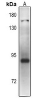 1 - Anti-PLA2G4D Antibody AP61389