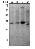 1 - Anti-THOC4 Antibody AP61391