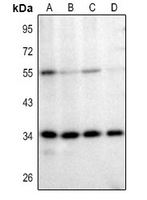 1 - Anti-Mindin Antibody AP61393