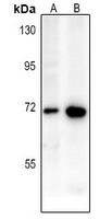 1 - Anti-CD218a Antibody AP61395