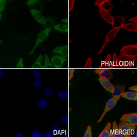 3 - Anti-ALPL Antibody AP61396