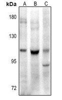 1 - Anti-CD307e Antibody AP61400