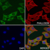 3 - Anti-VASH1 Antibody AP61401
