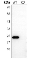 0 - Anti-Caspase 8 p18 Antibody [KO/KD Validated] AP61404