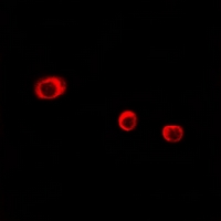 3 - Anti-CD363 Antibody AP61405