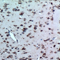 19 - Anti-CD363 Antibody AP61405