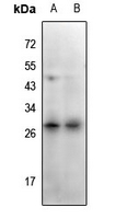 1 - Anti-CD159c Antibody AP61410