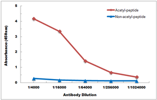 10 - Anti-Histone H2B (Acetyl-K20) Antibody AP61412