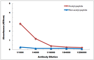 10 - Anti-Histone H3 (Acetyl-K56) Antibody AP61413