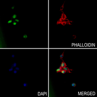 3 - Anti-Histone H3 (MonoMethyl-K9) Antibody AP61425