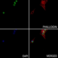 3 - Anti-Histone H3 (TriMethyl-K27) Antibody AP61426