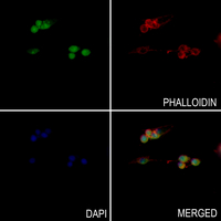 3 - Anti-Histone H3 (MonoMethyl-K36) Antibody AP61427
