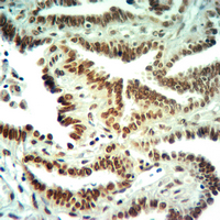 19 - Anti-Histone H3 (DiMethyl-K36) Antibody AP61428