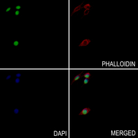3 - Anti-Histone H3 (MonoMethyl-K4) Antibody AP61429