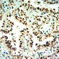 19 - Anti-Histone H3 (MonoMethyl-K4) Antibody AP61429