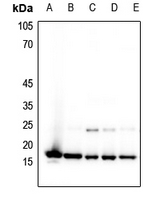 1 - Anti-Histone H3 (MonoMethyl-K4) Antibody AP61429