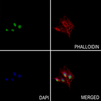 3 - Anti-Histone H3 (DiMethyl-K4) Antibody AP61430